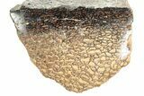 Polished Dinosaur Bone (Gembone) Section - Utah #240717-1